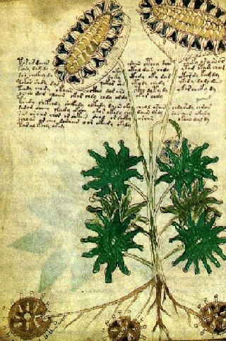 voynich1.jpg